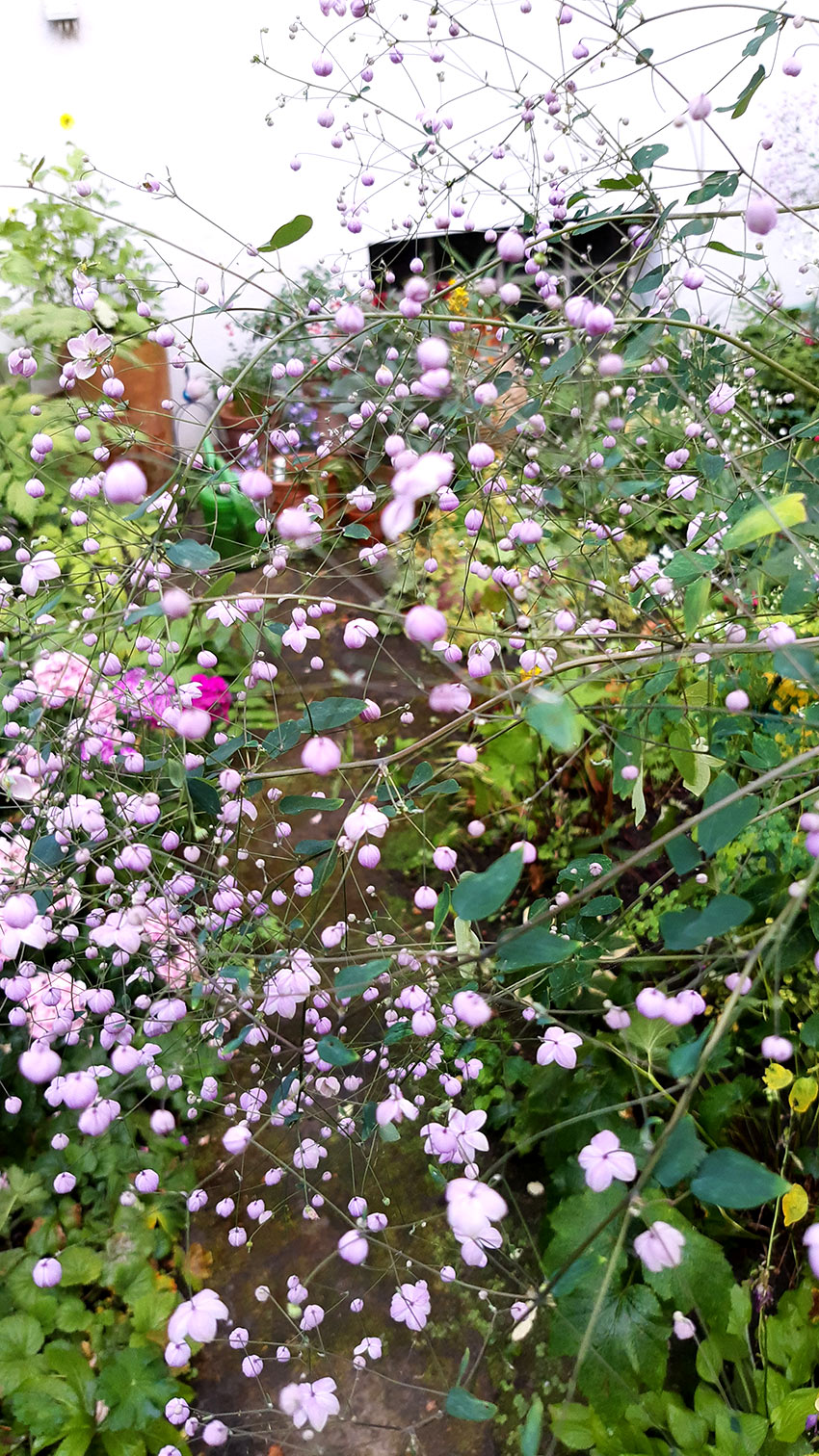 Aufnahme aus einem Garten rosa Blumen und Sträucher