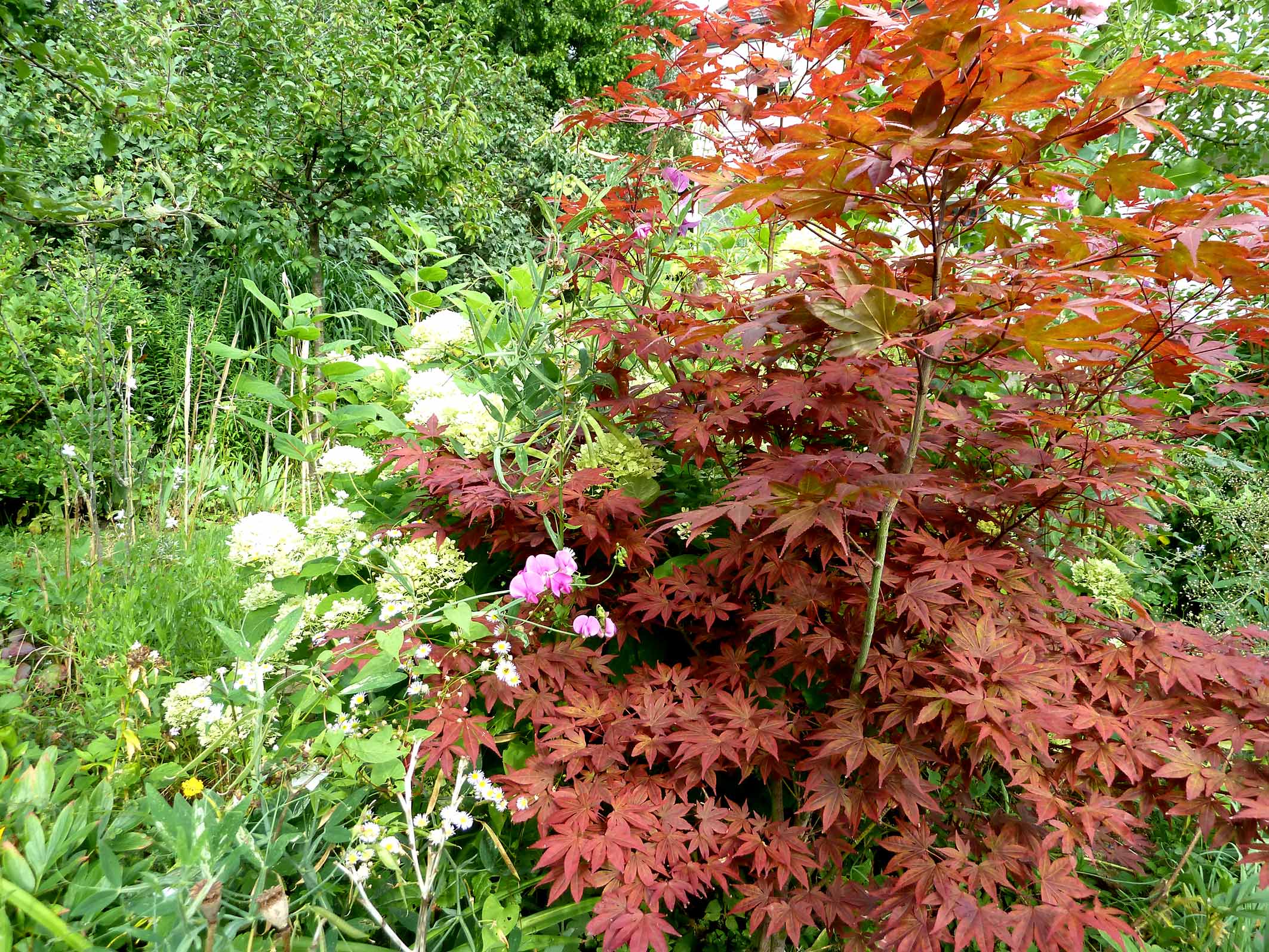 Roter Busch in einem Garten Gartenansicht